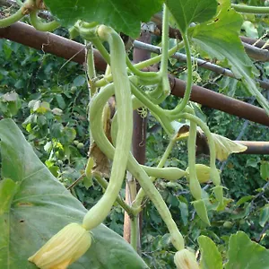 Apartmán I Girasoli